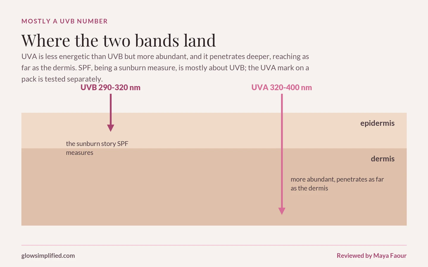 Cross-section of skin with two arrows: UVB, 290 to 320 nanometres, labelled as the sunburn story SPF measures; UVA, 320 to 400 nanometres, drawn reaching as far as the dermis.