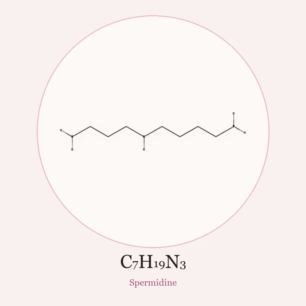 Chemical structure of Spermidine