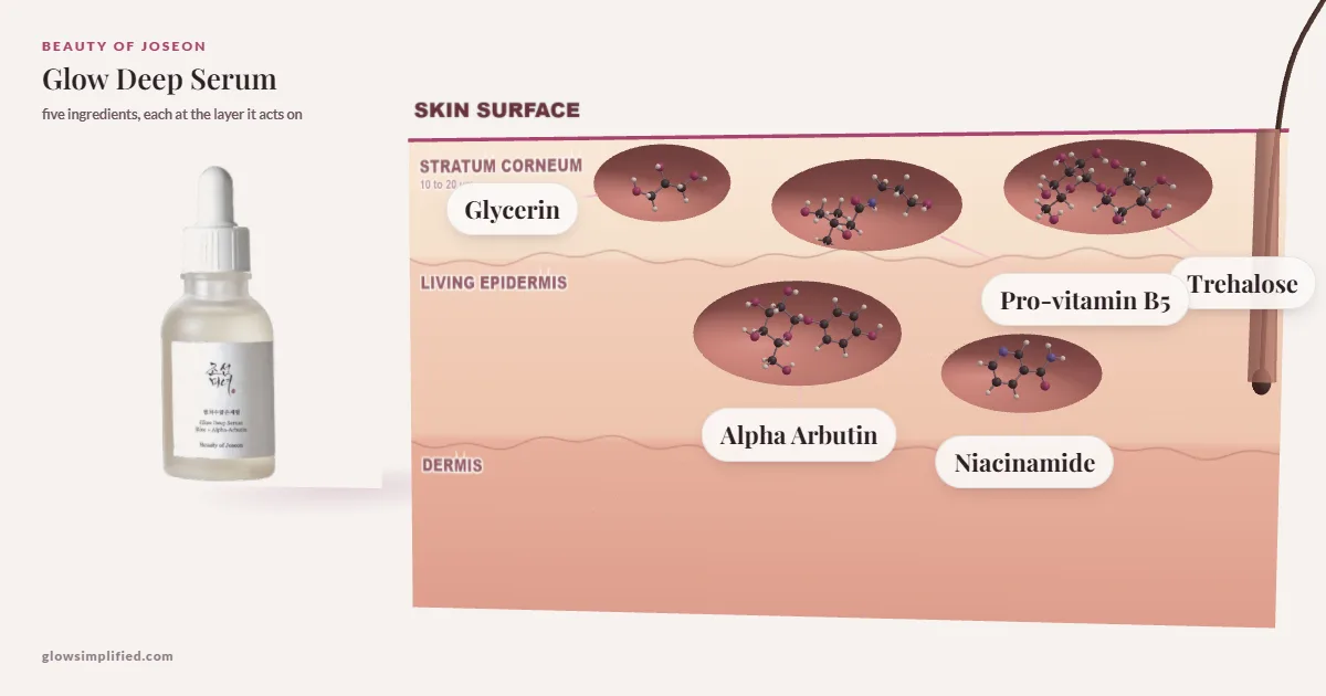 Beauty of Joseon Glow Deep Serum: Glycerin, Pro-vitamin B5, Trehalose, Alpha Arbutin, Niacinamide drawn in a cross-section of skin, each at the layer it acts on