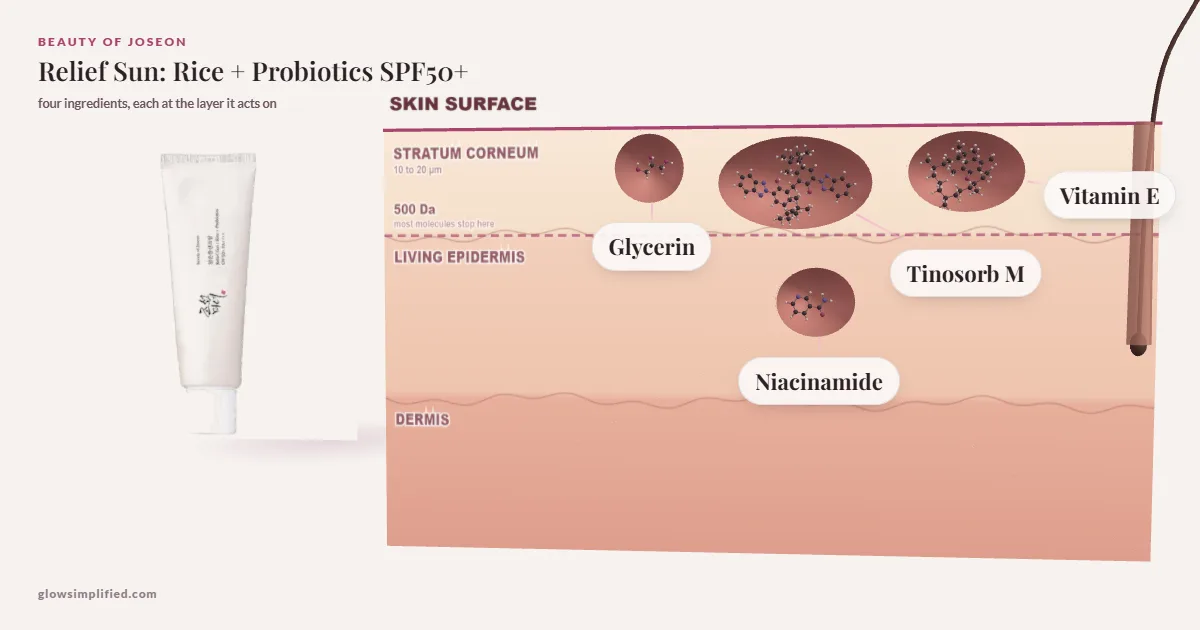 Beauty of Joseon Relief Sun: Rice + Probiotics SPF50+: Glycerin, Tinosorb M, Vitamin E, Niacinamide drawn in a cross-section of skin, each at the layer it acts on