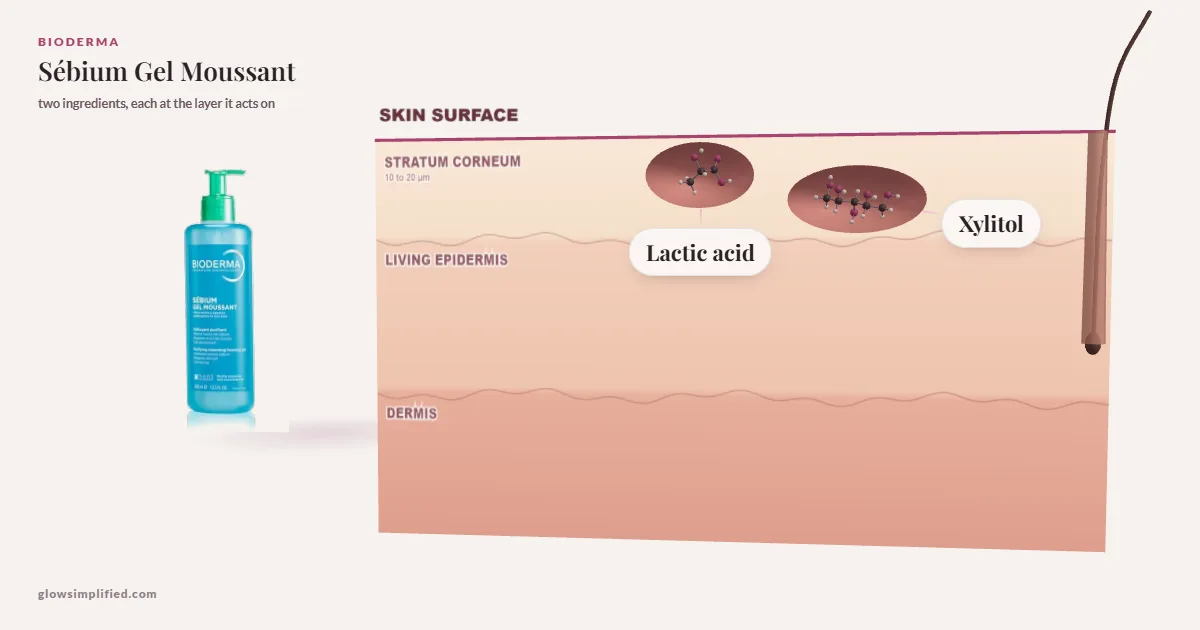 Bioderma Sébium Gel Moussant: Lactic acid, Xylitol drawn in a cross-section of skin, each at the layer it acts on
