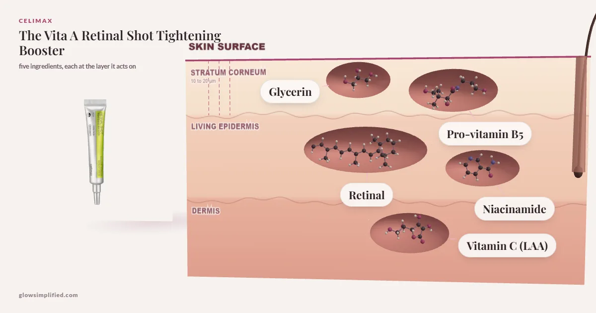 Celimax The Vita A Retinal Shot Tightening Booster: Glycerin, Pro-vitamin B5, Niacinamide, Retinal, Vitamin C (LAA) drawn in a cross-section of skin, each at the layer it acts on