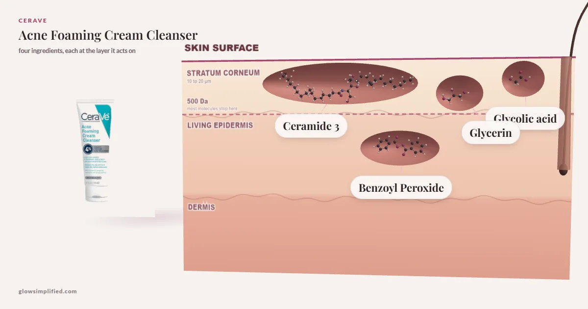 CeraVe Acne Foaming Cream Cleanser: Ceramide 3, Glycerin, Glycolic acid, Benzoyl Peroxide drawn in a cross-section of skin, each at the layer it acts on