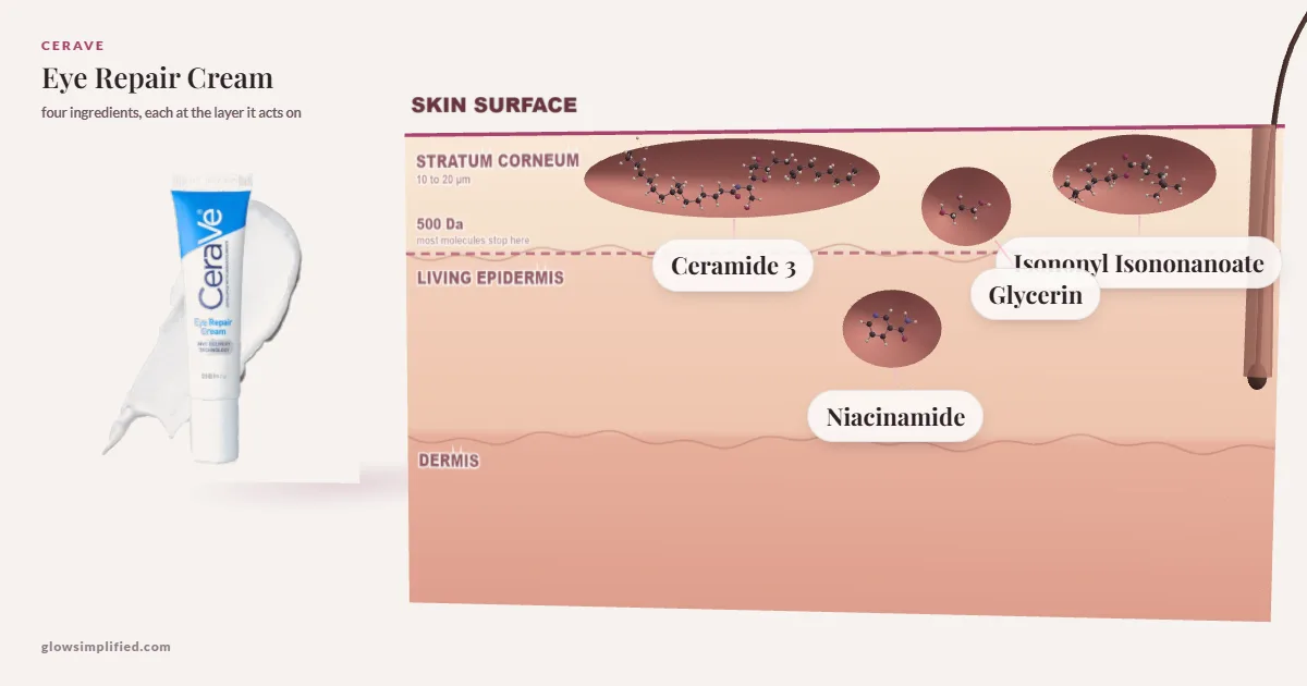 CeraVe Eye Repair Cream: Ceramide 3, Glycerin, Isononyl Isononanoate, Niacinamide drawn in a cross-section of skin, each at the layer it acts on