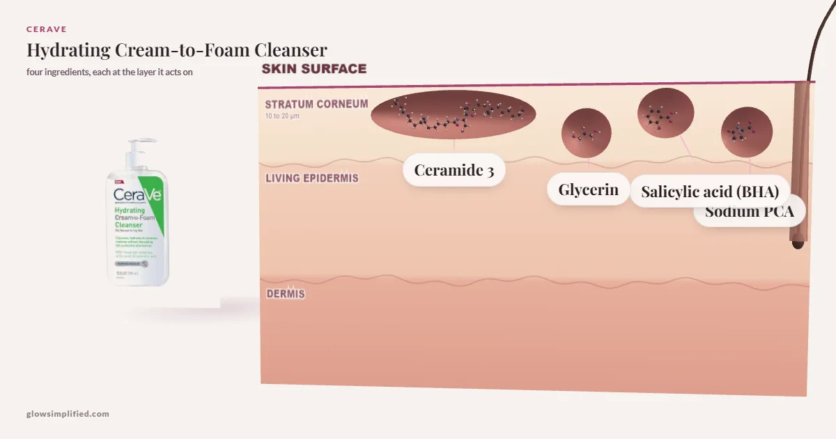 CeraVe Hydrating Cream-to-Foam Cleanser: Ceramide 3, Glycerin, Salicylic acid (BHA), Sodium PCA drawn in a cross-section of skin, each at the layer it acts on