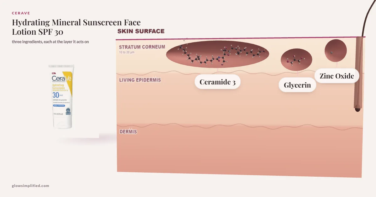 CeraVe Hydrating Mineral Sunscreen Face Lotion SPF 30: Ceramide 3, Glycerin, Zinc Oxide drawn in a cross-section of skin, each at the layer it acts on