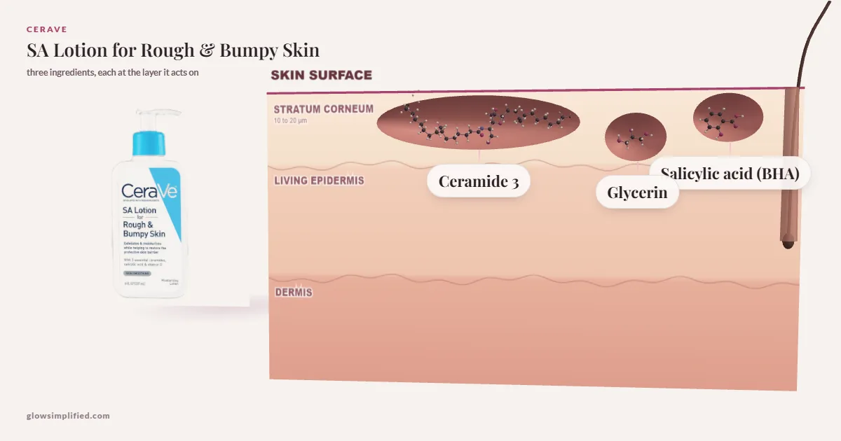 CeraVe SA Lotion for Rough & Bumpy Skin: Ceramide 3, Glycerin, Salicylic acid (BHA) drawn in a cross-section of skin, each at the layer it acts on