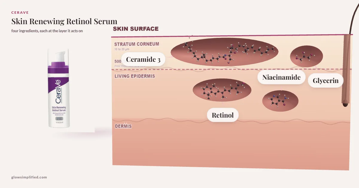 CeraVe Skin Renewing Retinol Serum: Ceramide 3, Glycerin, Niacinamide, Retinol drawn in a cross-section of skin, each at the layer it acts on