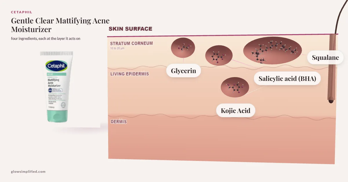 Cetaphil Gentle Clear Mattifying Acne Moisturizer: Glycerin, Salicylic acid (BHA), Squalane, Kojic Acid drawn in a cross-section of skin, each at the layer it acts on
