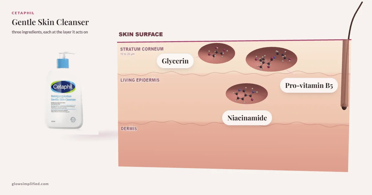 Cetaphil Gentle Skin Cleanser: Glycerin, Pro-vitamin B5, Niacinamide drawn in a cross-section of skin, each at the layer it acts on