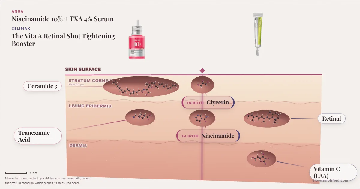 Anua Niacinamide 10% + TXA 4% Serum and Celimax The Vita A Retinal Shot Tightening Booster: their molecules drawn in one cross-section of skin, shared ingredients on the seam