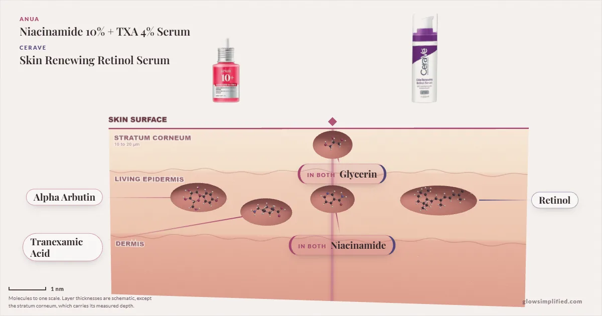 Anua Niacinamide 10% + TXA 4% Serum and CeraVe Skin Renewing Retinol Serum: their molecules drawn in one cross-section of skin, shared ingredients on the seam