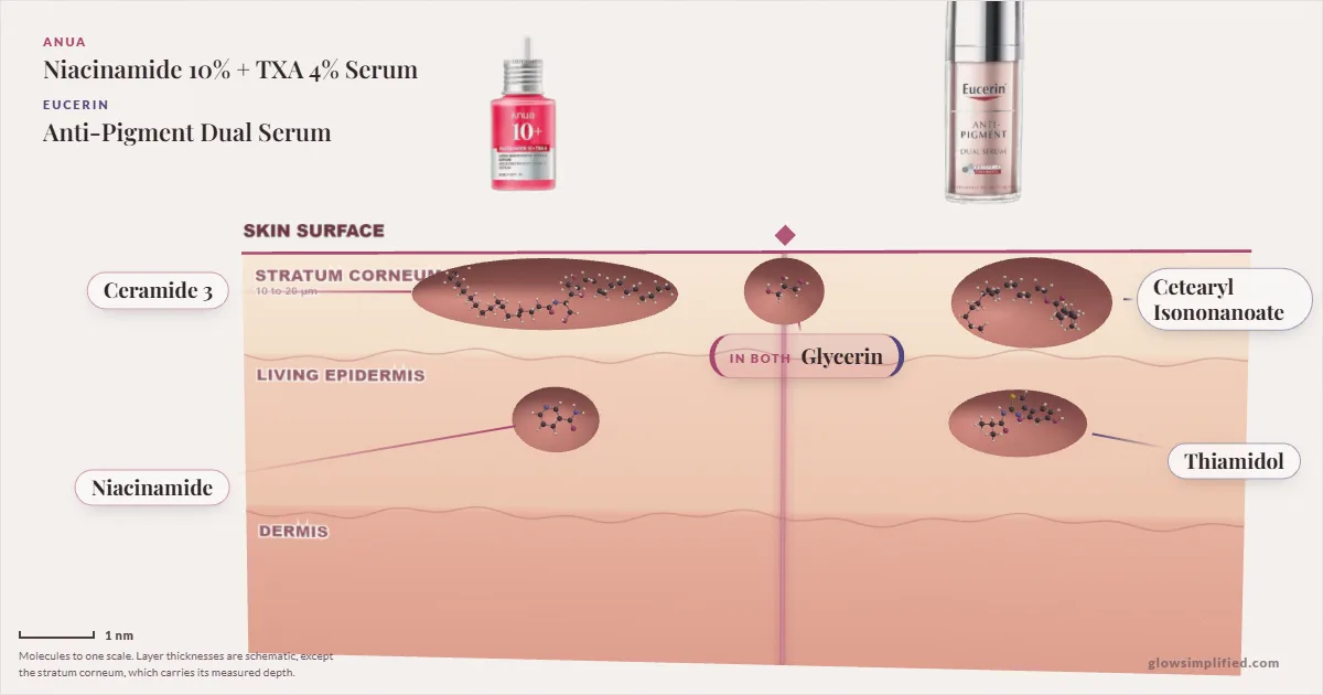 Anua Niacinamide 10% + TXA 4% Serum and Eucerin Anti-Pigment Dual Serum: their molecules drawn in one cross-section of skin, shared ingredients on the seam