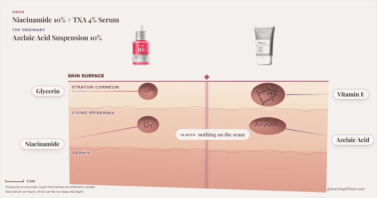 Anua Niacinamide 10% + TXA 4% Serum and The Ordinary Azelaic Acid Suspension 10%: their molecules drawn in one cross-section of skin, shared ingredients on the seam