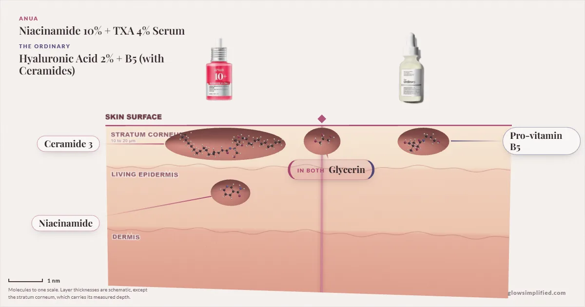 Anua Niacinamide 10% + TXA 4% Serum and The Ordinary Hyaluronic Acid 2% + B5 (with Ceramides): their molecules drawn in one cross-section of skin, shared ingredients on the seam