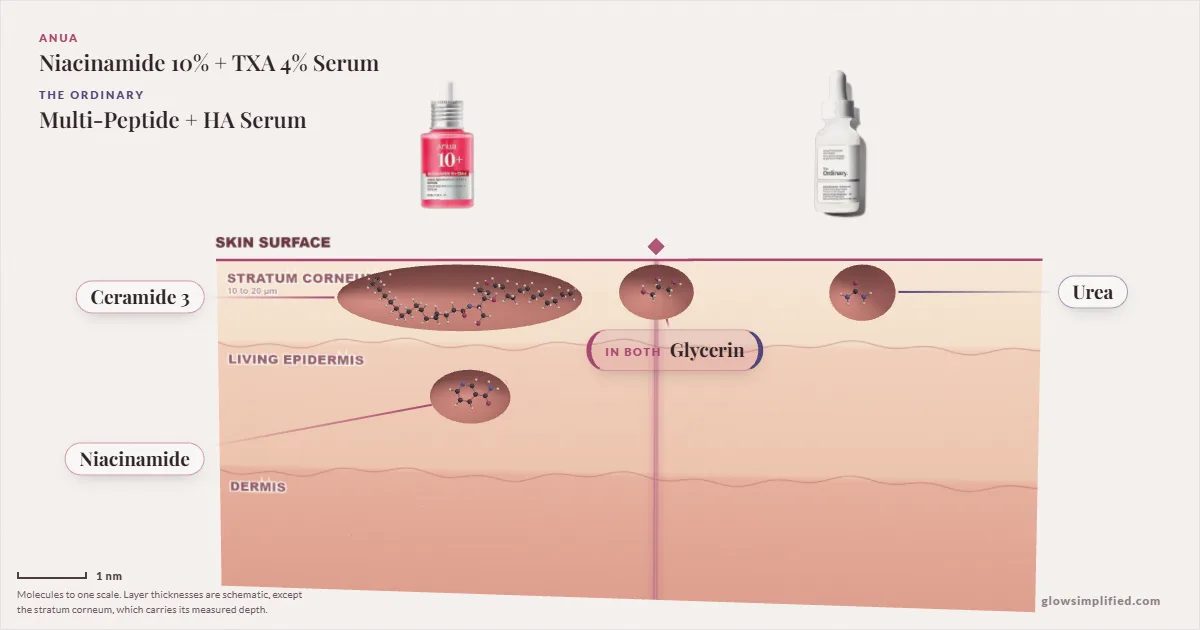 Anua Niacinamide 10% + TXA 4% Serum and The Ordinary Multi-Peptide + HA Serum: their molecules drawn in one cross-section of skin, shared ingredients on the seam