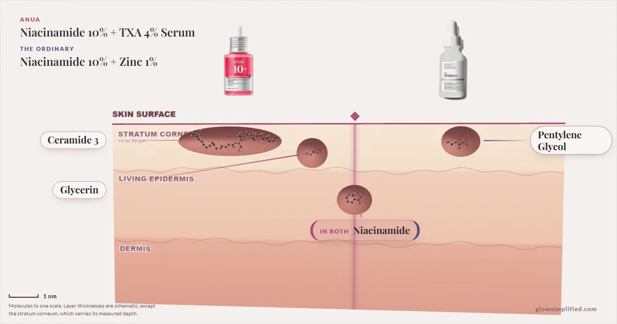 Anua Niacinamide 10% + TXA 4% Serum and The Ordinary Niacinamide 10% + Zinc 1%: their molecules drawn in one cross-section of skin, shared ingredients on the seam