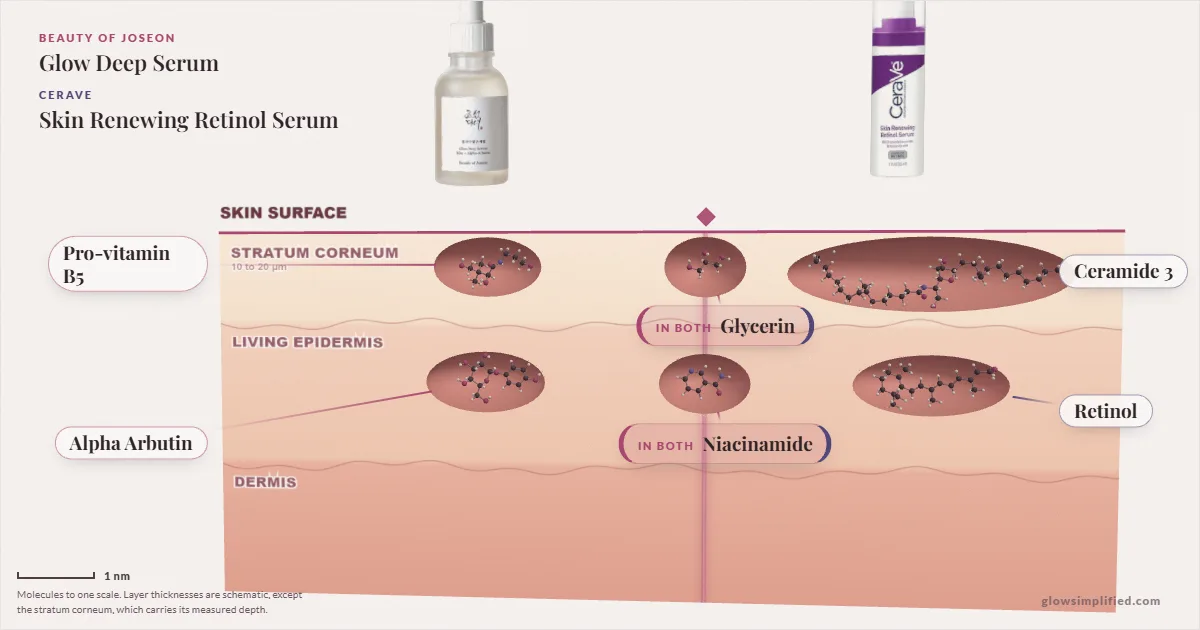 Beauty of Joseon Glow Deep Serum and CeraVe Skin Renewing Retinol Serum: their molecules drawn in one cross-section of skin, shared ingredients on the seam