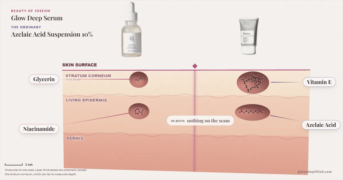 Beauty of Joseon Glow Deep Serum and The Ordinary Azelaic Acid Suspension 10%: their molecules drawn in one cross-section of skin, shared ingredients on the seam