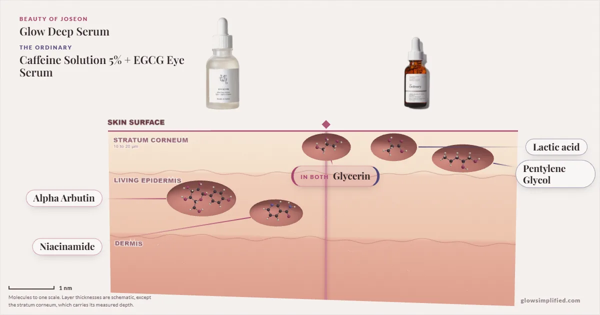 Beauty of Joseon Glow Deep Serum and The Ordinary Caffeine Solution 5% + EGCG Eye Serum: their molecules drawn in one cross-section of skin, shared ingredients on the seam