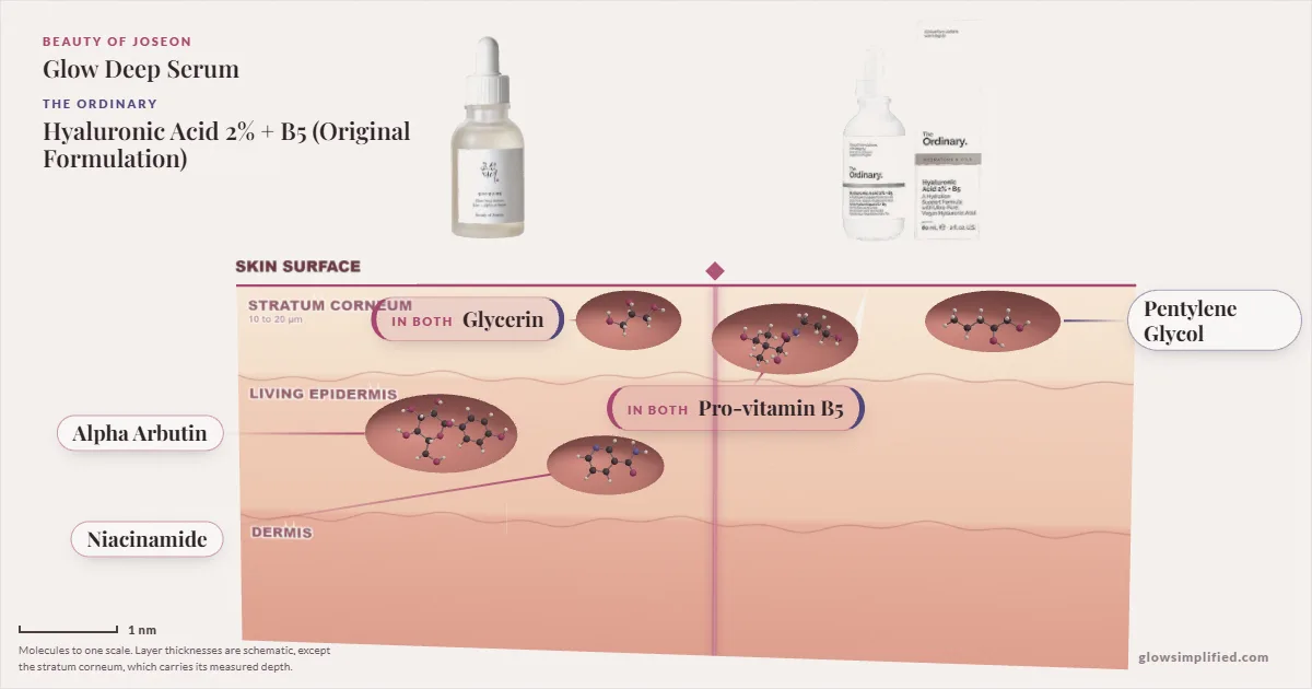 Beauty of Joseon Glow Deep Serum and The Ordinary Hyaluronic Acid 2% + B5 (Original Formulation): their molecules drawn in one cross-section of skin, shared ingredients on the seam