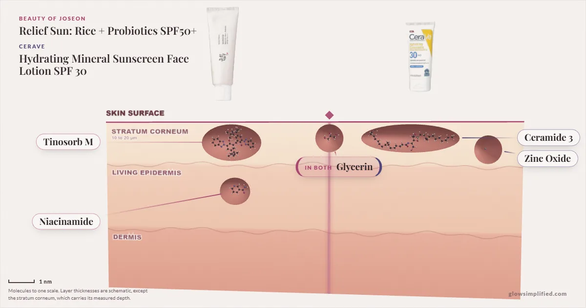 Beauty of Joseon Relief Sun: Rice + Probiotics SPF50+ and CeraVe Hydrating Mineral Sunscreen Face Lotion SPF 30: their molecules drawn in one cross-section of skin, shared ingredients on the seam