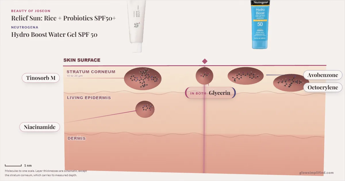Beauty of Joseon Relief Sun: Rice + Probiotics SPF50+ and Neutrogena Hydro Boost Water Gel SPF 50: their molecules drawn in one cross-section of skin, shared ingredients on the seam