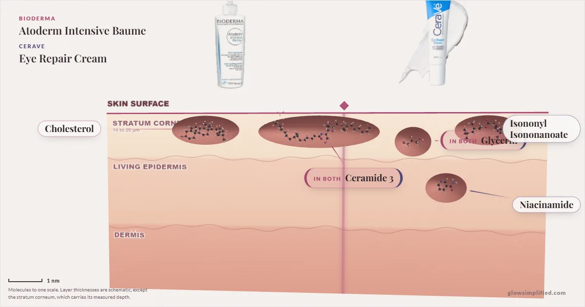 Bioderma Atoderm Intensive Baume and CeraVe Eye Repair Cream: their molecules drawn in one cross-section of skin, shared ingredients on the seam