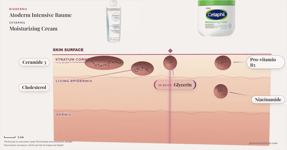 Bioderma Atoderm Intensive Baume and Cetaphil Moisturizing Cream: their molecules drawn in one cross-section of skin, shared ingredients on the seam
