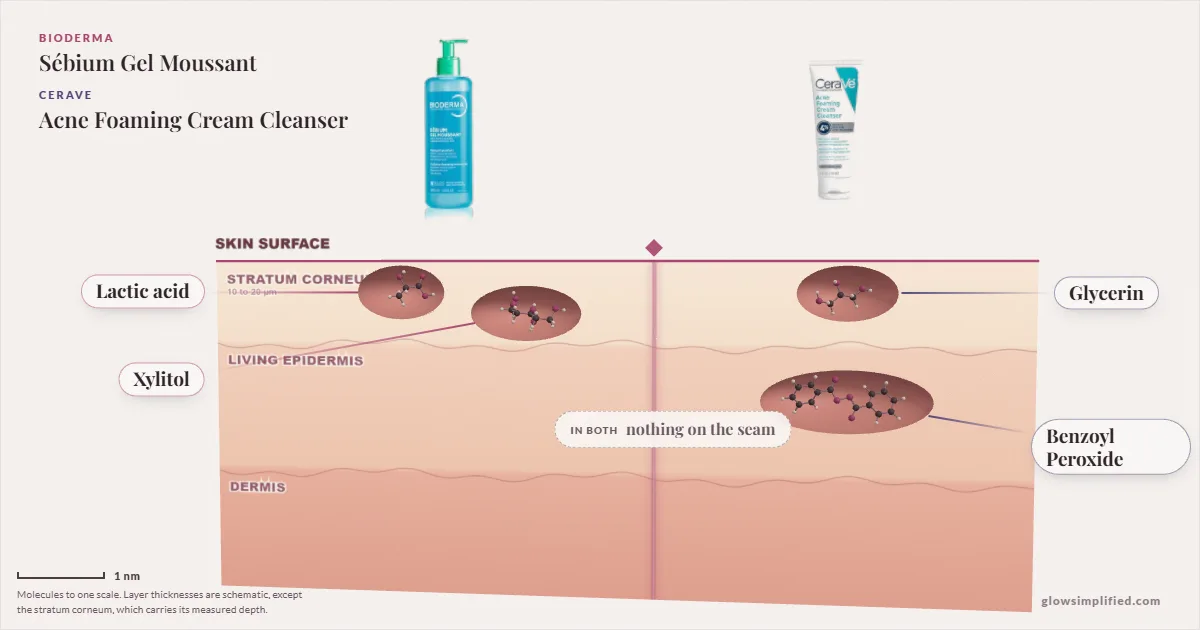 Bioderma Sébium Gel Moussant and CeraVe Acne Foaming Cream Cleanser: their molecules drawn in one cross-section of skin, shared ingredients on the seam