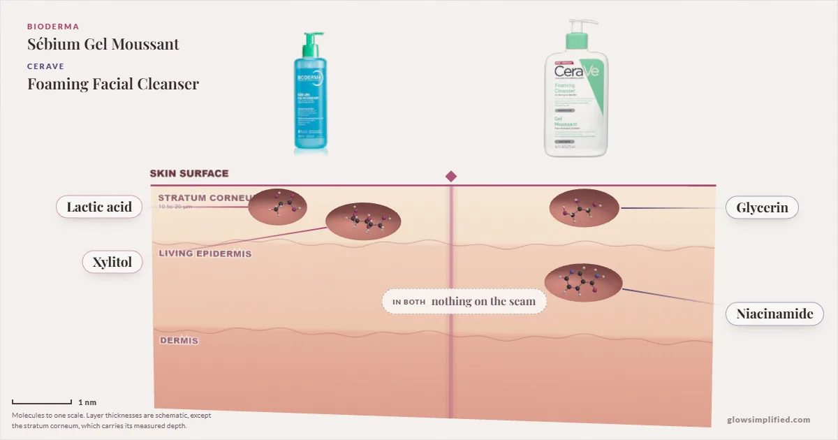 Bioderma Sébium Gel Moussant and CeraVe Foaming Facial Cleanser: their molecules drawn in one cross-section of skin, shared ingredients on the seam