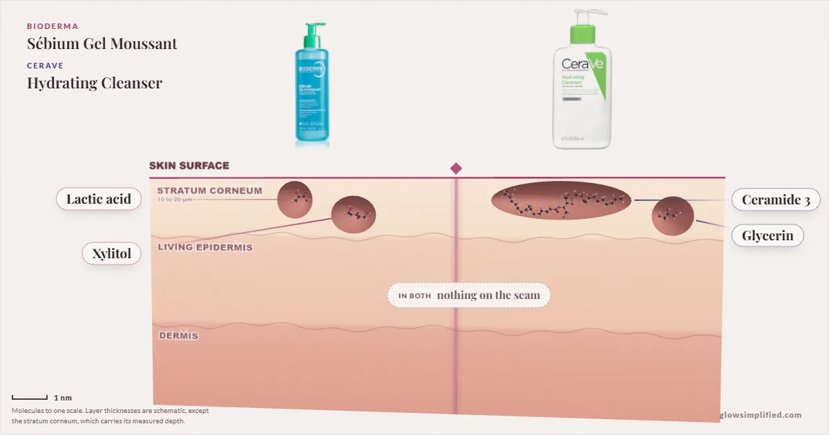 Bioderma Sébium Gel Moussant and CeraVe Hydrating Cleanser: their molecules drawn in one cross-section of skin, shared ingredients on the seam