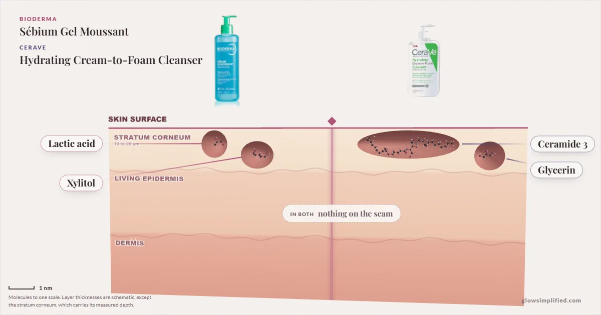 Bioderma Sébium Gel Moussant and CeraVe Hydrating Cream-to-Foam Cleanser: their molecules drawn in one cross-section of skin, shared ingredients on the seam