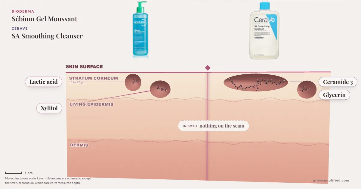 Bioderma Sébium Gel Moussant and CeraVe SA Smoothing Cleanser: their molecules drawn in one cross-section of skin, shared ingredients on the seam