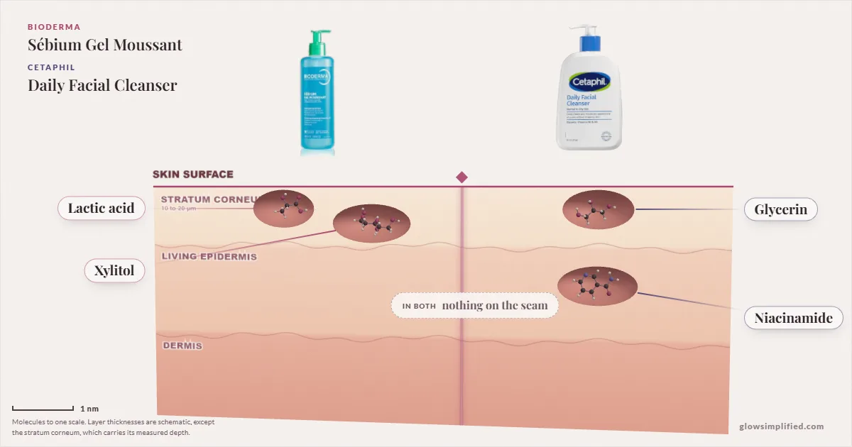 Bioderma Sébium Gel Moussant and Cetaphil Daily Facial Cleanser: their molecules drawn in one cross-section of skin, shared ingredients on the seam