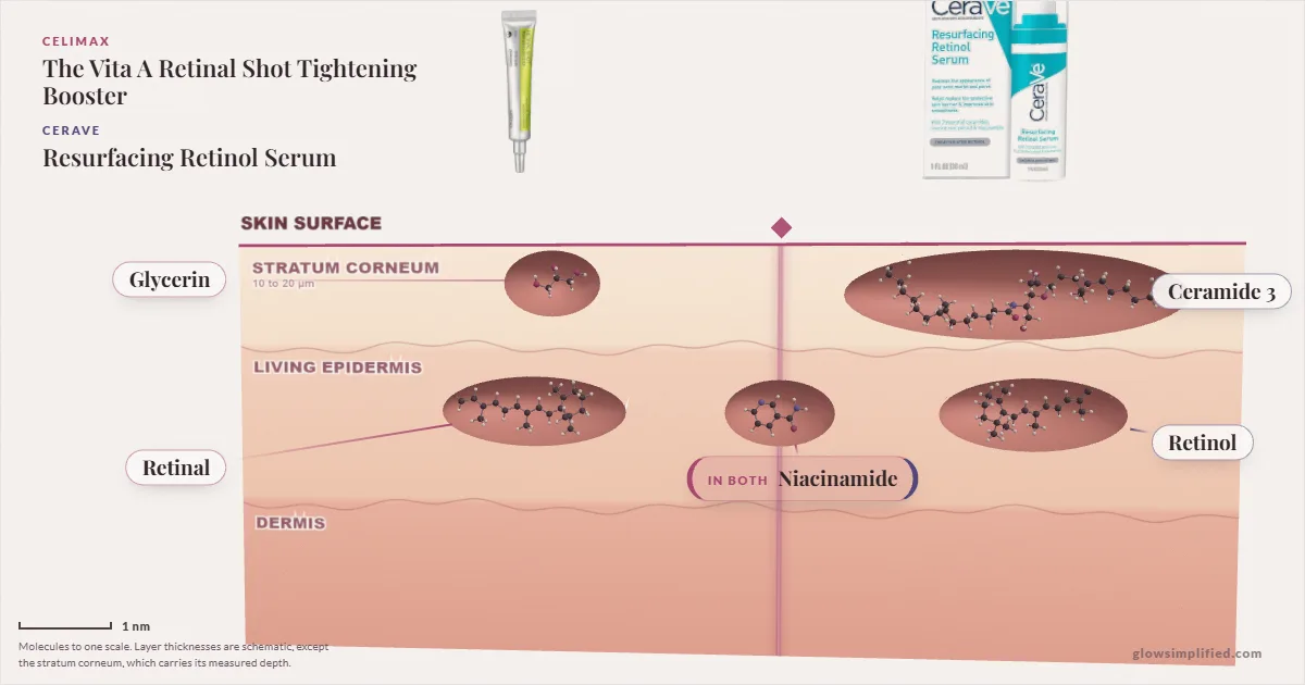 Celimax The Vita A Retinal Shot Tightening Booster and CeraVe Resurfacing Retinol Serum: their molecules drawn in one cross-section of skin, shared ingredients on the seam