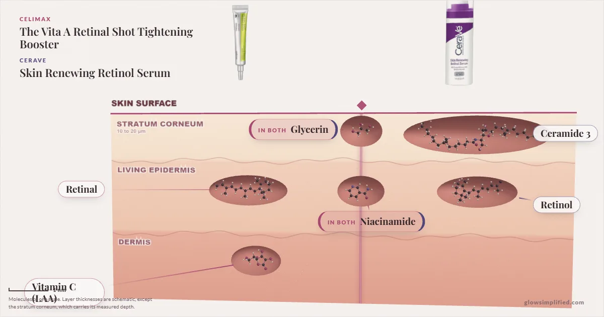 Celimax The Vita A Retinal Shot Tightening Booster and CeraVe Skin Renewing Retinol Serum: their molecules drawn in one cross-section of skin, shared ingredients on the seam