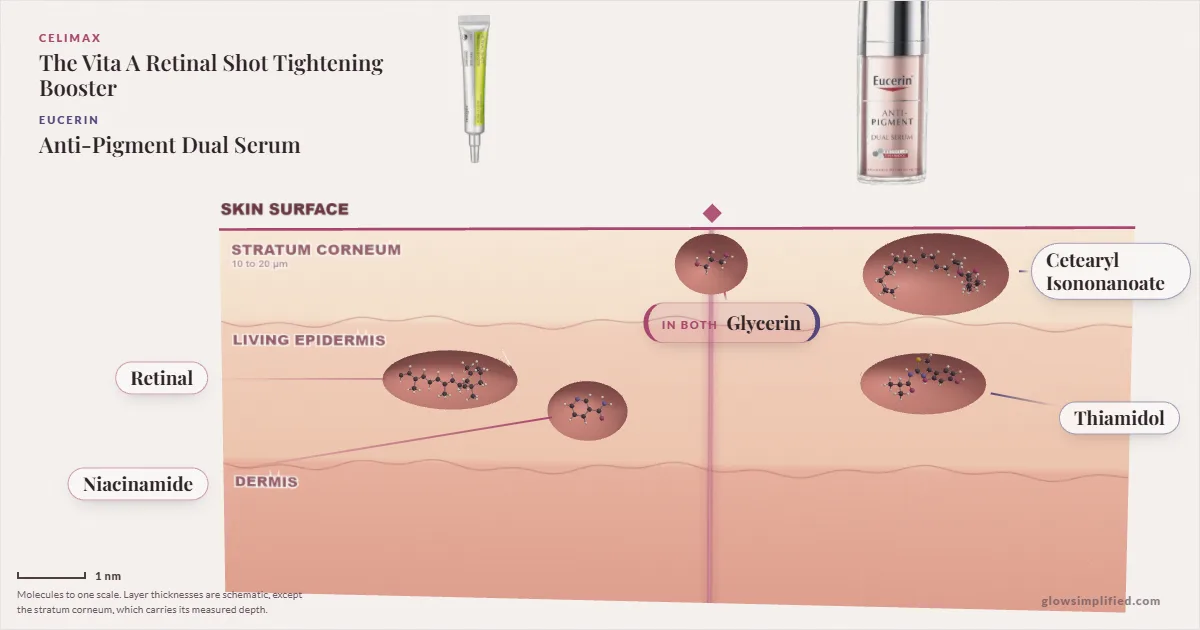 Celimax The Vita A Retinal Shot Tightening Booster and Eucerin Anti-Pigment Dual Serum: their molecules drawn in one cross-section of skin, shared ingredients on the seam