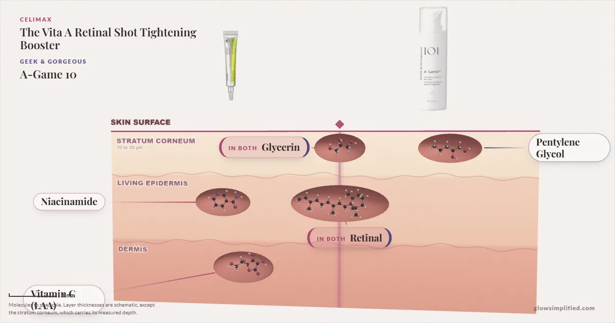 Celimax The Vita A Retinal Shot Tightening Booster and Geek & Gorgeous A-Game 10: their molecules drawn in one cross-section of skin, shared ingredients on the seam