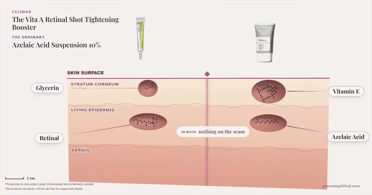 Celimax The Vita A Retinal Shot Tightening Booster and The Ordinary Azelaic Acid Suspension 10%: their molecules drawn in one cross-section of skin, shared ingredients on the seam