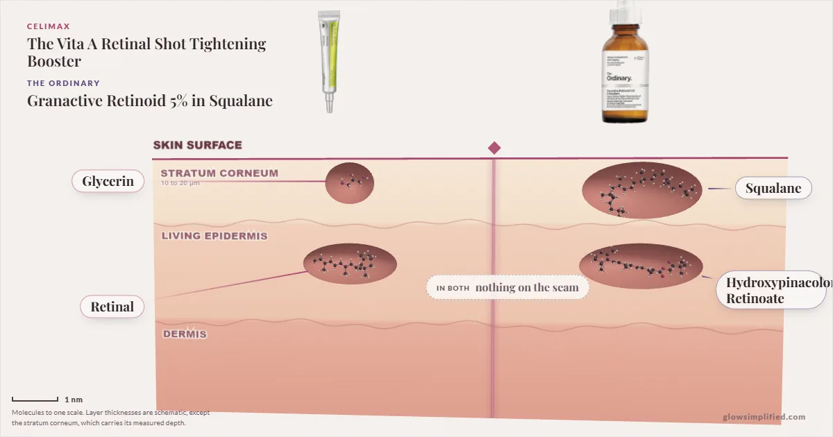 Celimax The Vita A Retinal Shot Tightening Booster and The Ordinary Granactive Retinoid 5% in Squalane: their molecules drawn in one cross-section of skin, shared ingredients on the seam