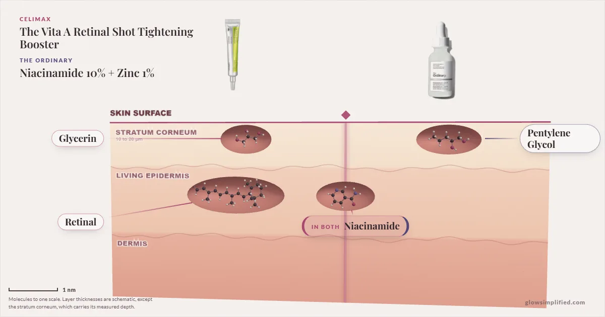 Celimax The Vita A Retinal Shot Tightening Booster and The Ordinary Niacinamide 10% + Zinc 1%: their molecules drawn in one cross-section of skin, shared ingredients on the seam