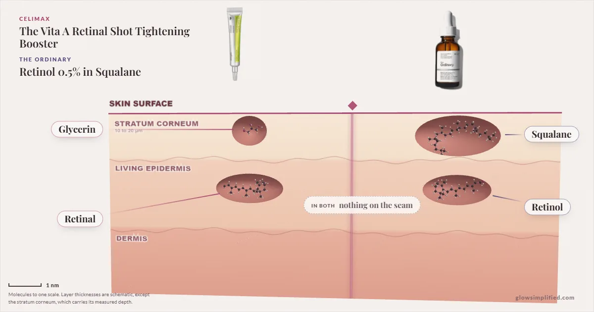 Celimax The Vita A Retinal Shot Tightening Booster and The Ordinary Retinol 0.5% in Squalane: their molecules drawn in one cross-section of skin, shared ingredients on the seam