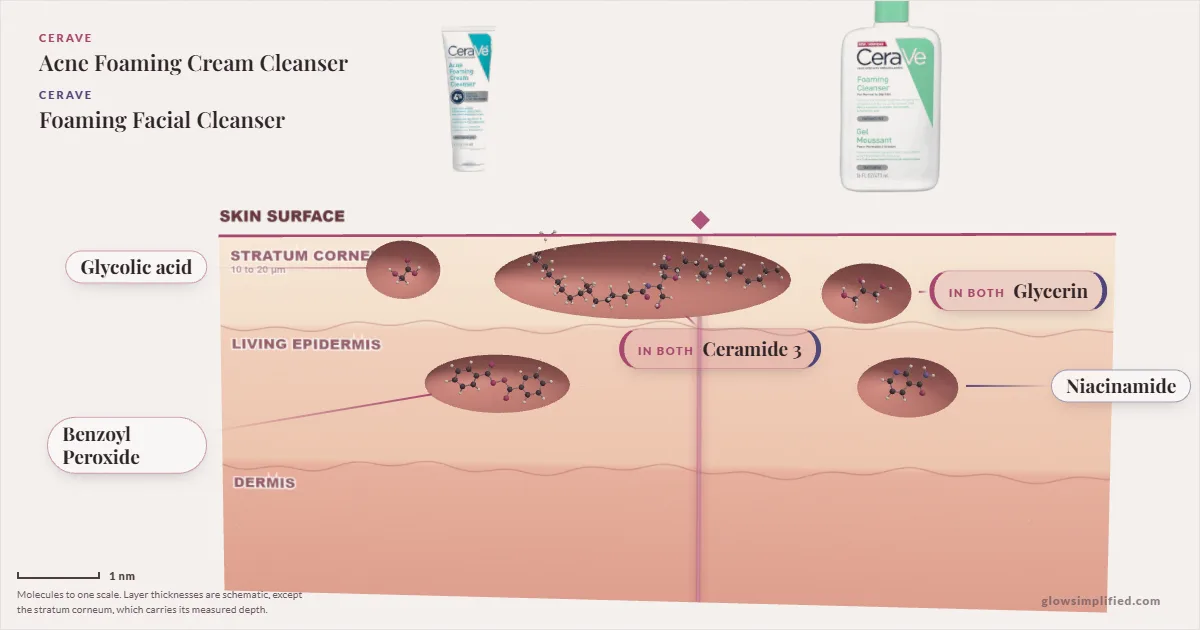 CeraVe Acne Foaming Cream Cleanser and CeraVe Foaming Facial Cleanser: their molecules drawn in one cross-section of skin, shared ingredients on the seam