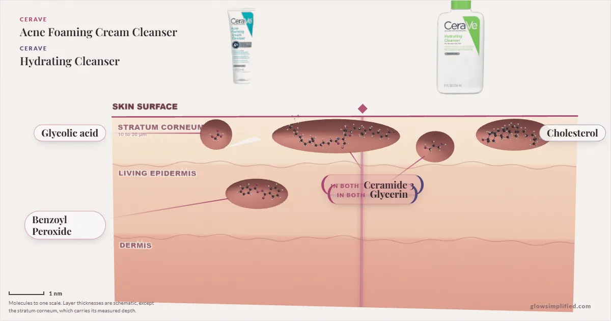 CeraVe Acne Foaming Cream Cleanser and CeraVe Hydrating Cleanser: their molecules drawn in one cross-section of skin, shared ingredients on the seam