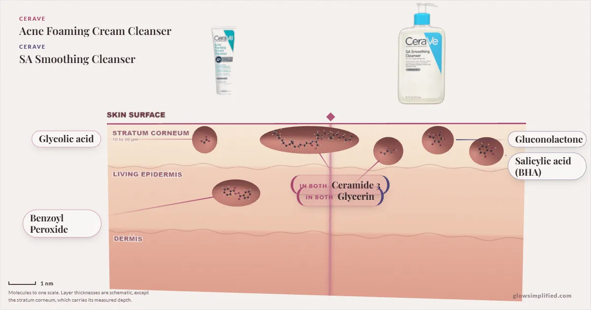 CeraVe Acne Foaming Cream Cleanser and CeraVe SA Smoothing Cleanser: their molecules drawn in one cross-section of skin, shared ingredients on the seam