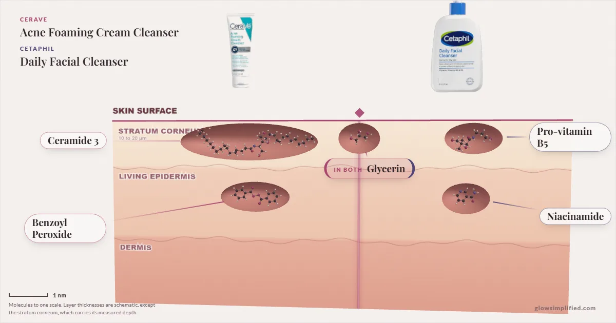 CeraVe Acne Foaming Cream Cleanser and Cetaphil Daily Facial Cleanser: their molecules drawn in one cross-section of skin, shared ingredients on the seam