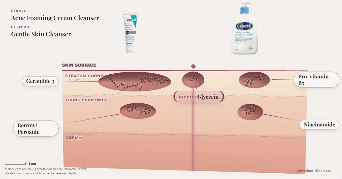 CeraVe Acne Foaming Cream Cleanser and Cetaphil Gentle Skin Cleanser: their molecules drawn in one cross-section of skin, shared ingredients on the seam