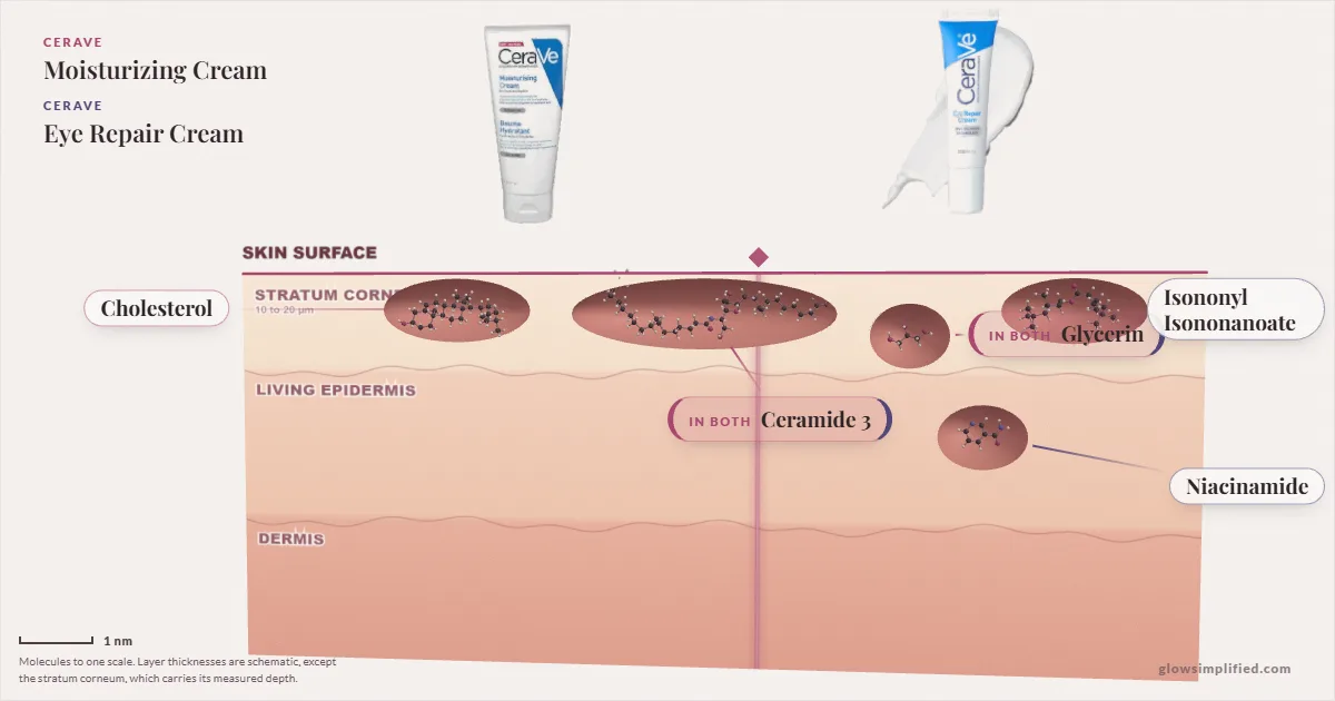 CeraVe Moisturizing Cream and CeraVe Eye Repair Cream: their molecules drawn in one cross-section of skin, shared ingredients on the seam