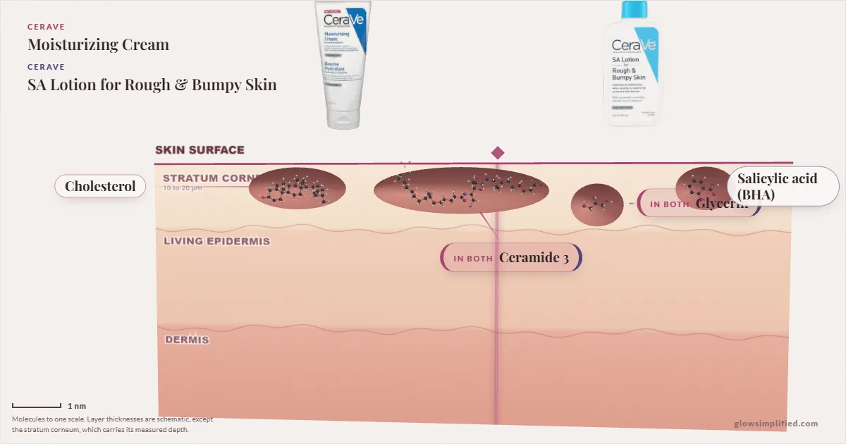 CeraVe Moisturizing Cream and CeraVe SA Lotion for Rough & Bumpy Skin: their molecules drawn in one cross-section of skin, shared ingredients on the seam